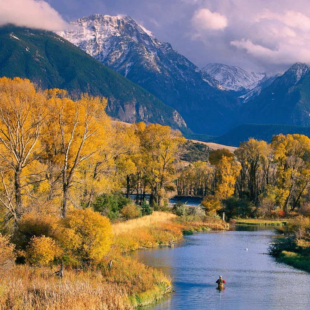 The Yellowstone River in autumn below snow-dusted peaks, gold cottonwoods along the bank and a lone fly fisher in the water