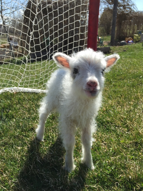 Radical Awakeness: Living Among Animals