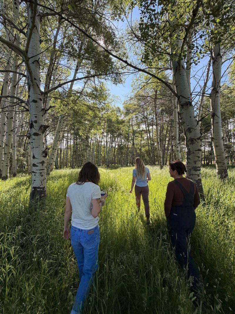 Walking into an aspen grove through long grass, light coming through the leaves