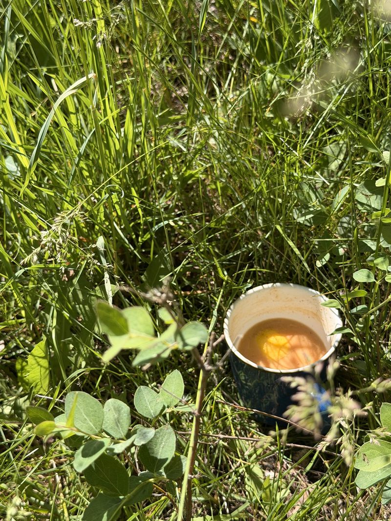 An enamel mug of coffee set down in the tall grass in full sun