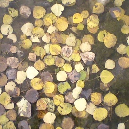 Fallen aspen leaves lying in shallow water, gold and cream and grey