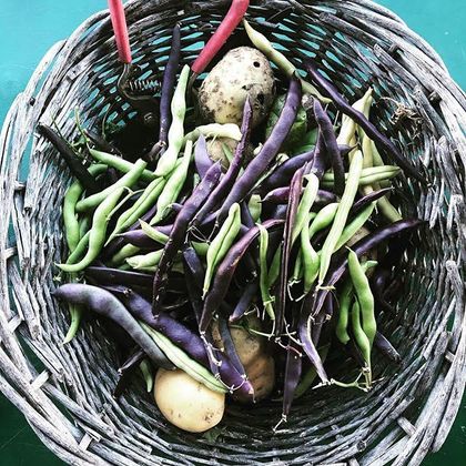Purple and green beans in a woven basket with three eggs