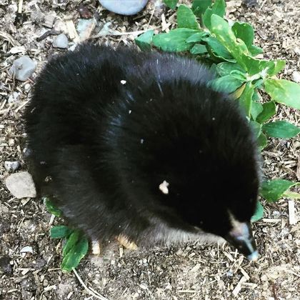 A black chick stepping through gravel and green leaves