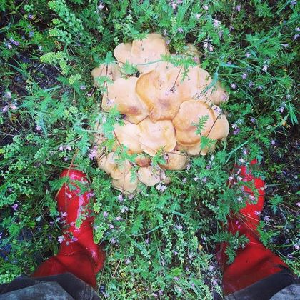 Chanterelle mushrooms gathered in the grass beside a pair of red boots