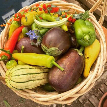 Peppers, squash and potatoes in a basket, ready for the jars