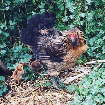 A speckled hen with her chicks in the ivy