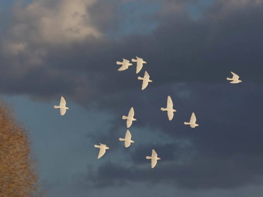 A dozen white doves scattered across a dark, weather-heavy sky
