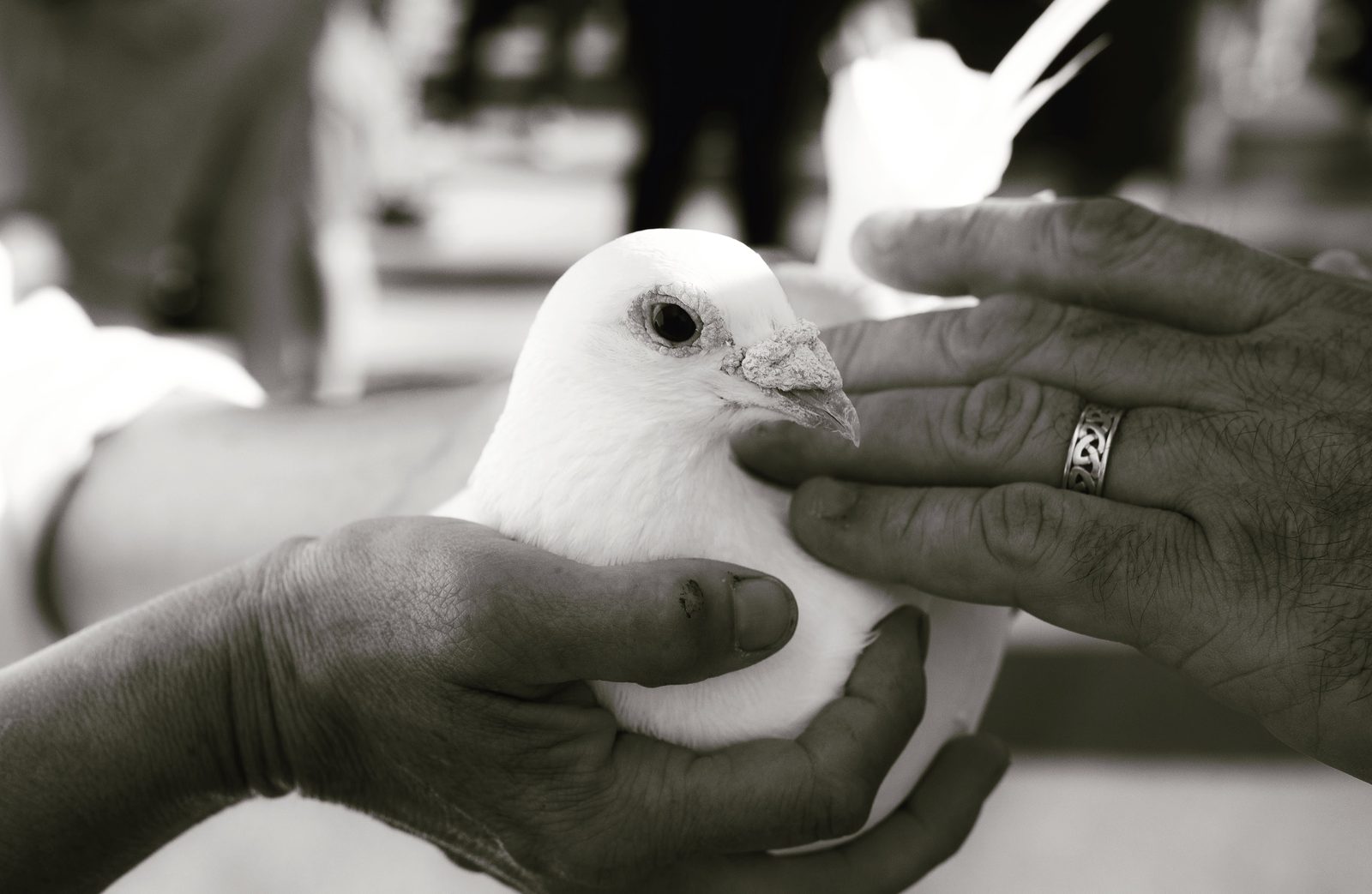 Black and white: a white dove held in one pair of hands while another hand reaches in to touch its breast