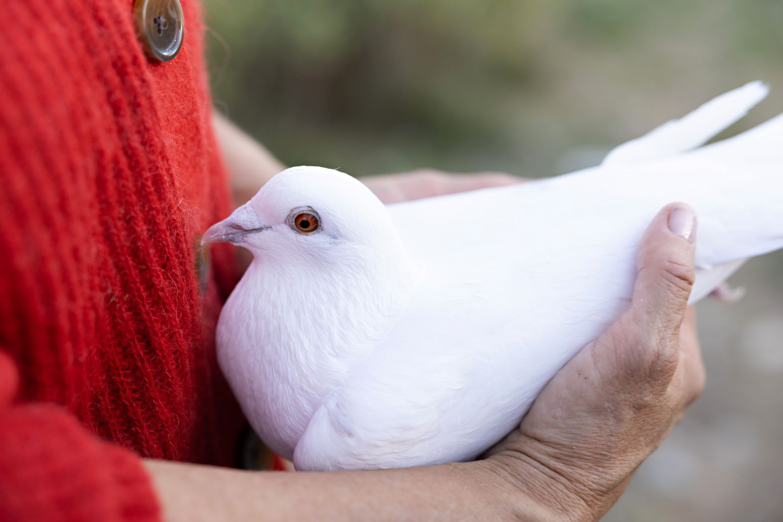 A white dove held gently in two cupped hands