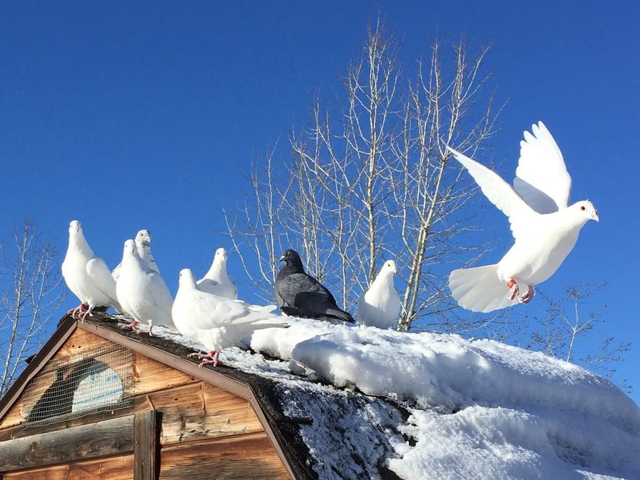 White doves lined along the snowy roof of a wooden loft, one lifting off into a blue sky