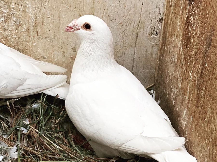 A white dove settled on a straw nest against weathered barn wood