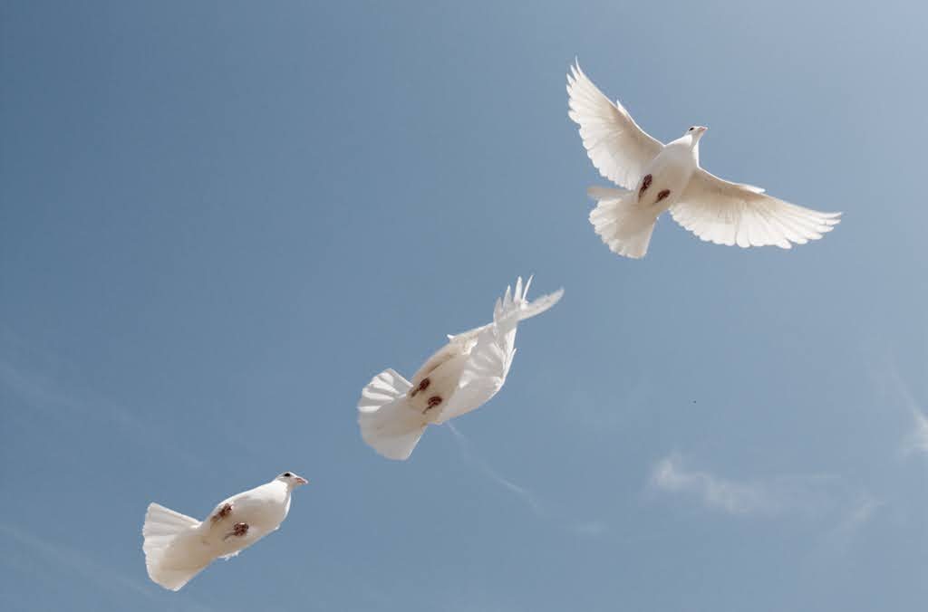Three white doves in flight against a clear blue sky, climbing away