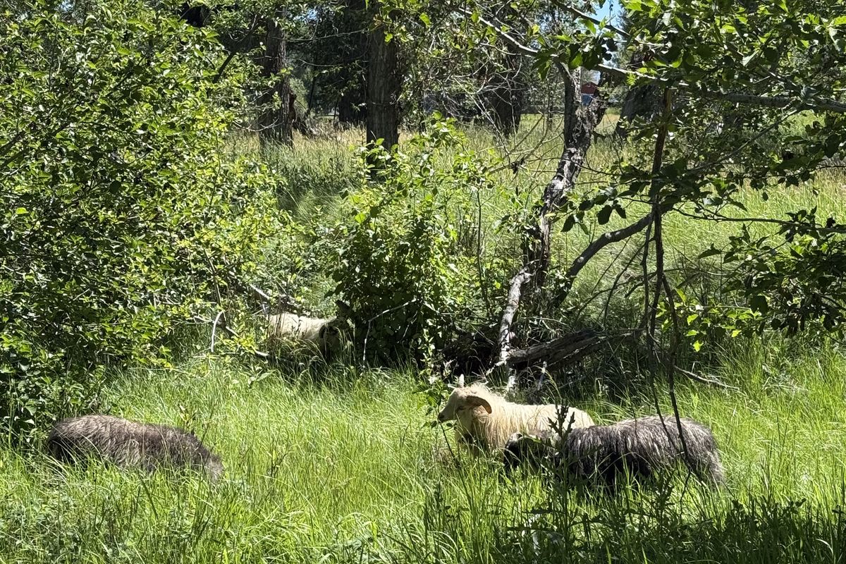 Icelandic sheep lying in long summer grass in the shade of the cottonwoods
