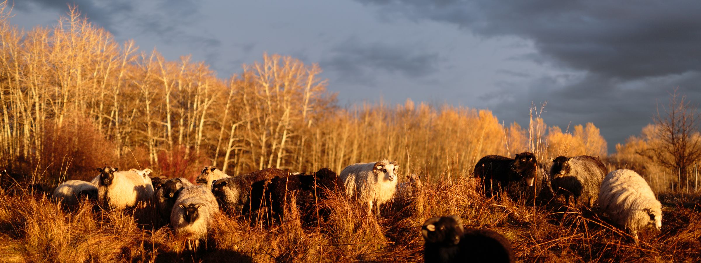 The Icelandic flock in gold grass at last light, bare aspens lit behind them and a dark storm sky above
