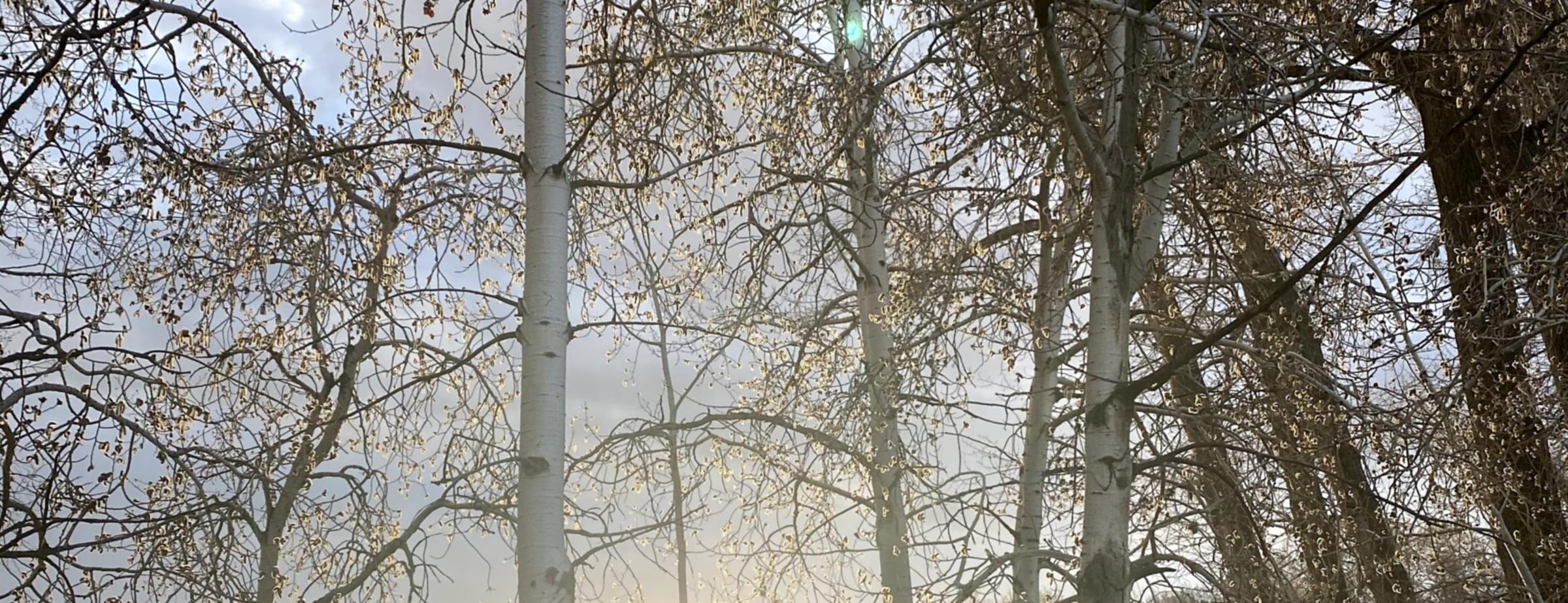 Low sun glowing through a stand of white aspen trunks in early bud, catkins catching the light