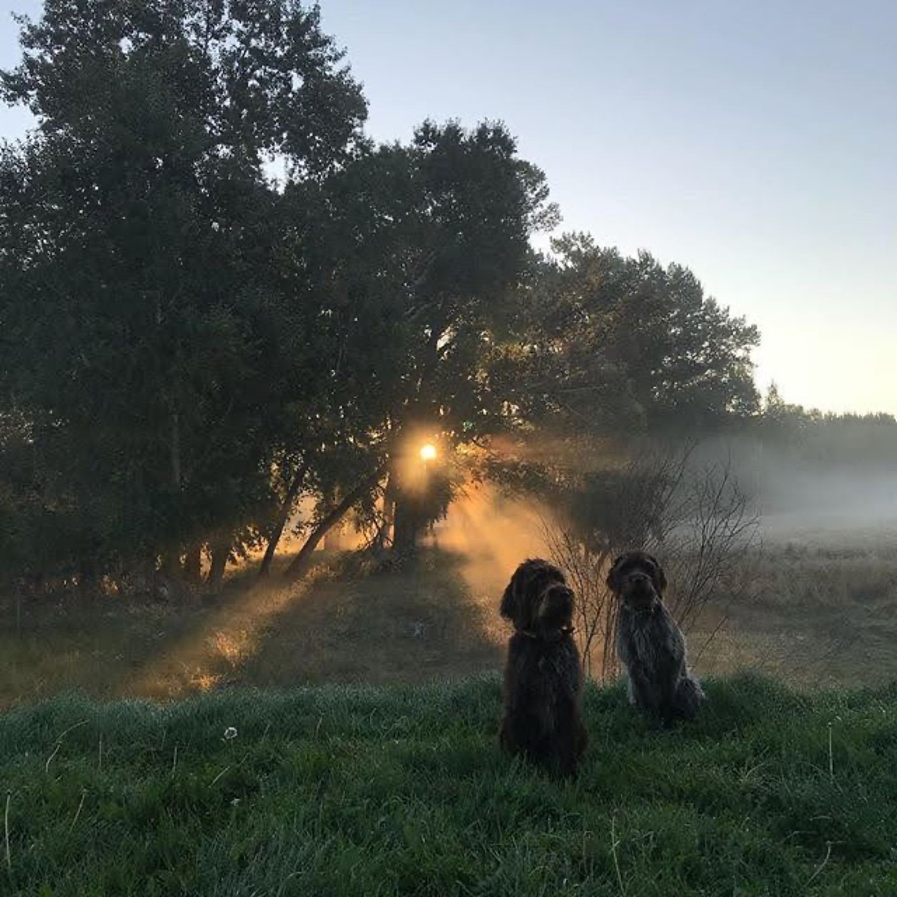 First light through cottonwoods on Lorca's Montana farm — mist over the field, two dogs sitting in the grass