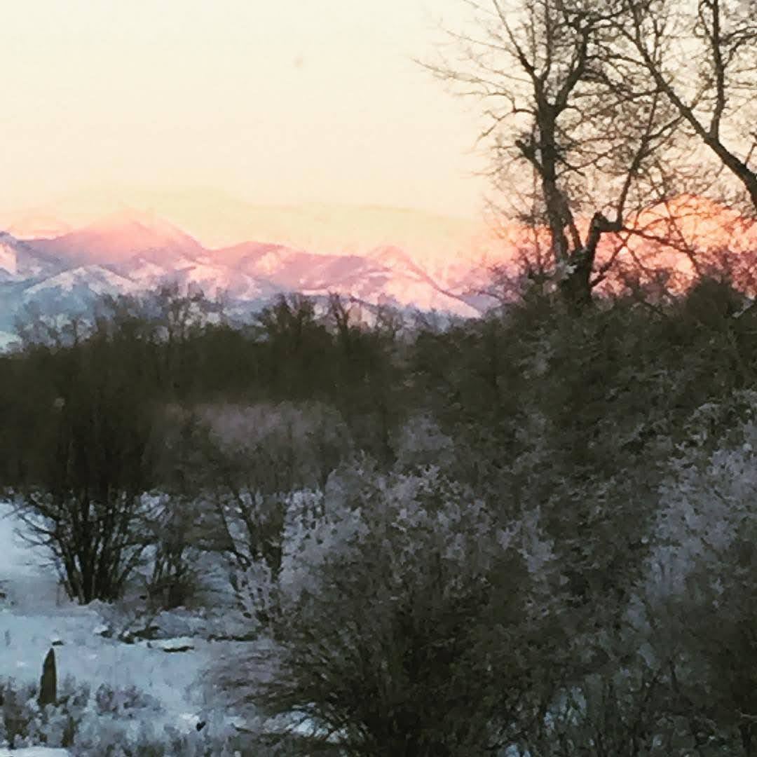 Snow-covered brush and cottonwoods at dawn, the Bridger range turning pink behind them