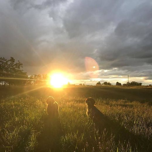 Two dogs sitting side by side in long wet grass, facing a low sun breaking through rain